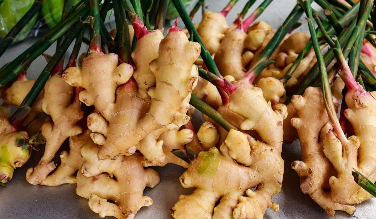 Assam flags off export of GI-tagged Karbi Anglong Ginger to London
