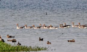 Shekha Jheel declared India’s 99th Ramsar site, UP’s tally rises to 12
