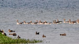 Shekha Jheel declared India’s 99th Ramsar site, UP’s tally rises to 12