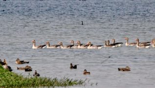 Shekha Jheel declared India’s 99th Ramsar site, UP’s tally rises to 12