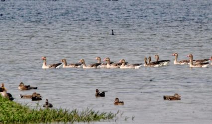Shekha Jheel declared India’s 99th Ramsar site, UP’s tally rises to 12