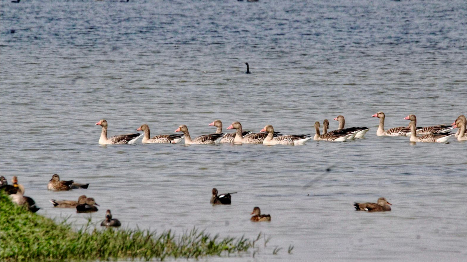Shekha Jheel declared India’s 99th Ramsar site, UP’s tally rises to 12