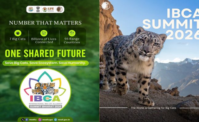 International Big Cat Alliance Summit postponed following rescheduling of India-Africa Forum Summit