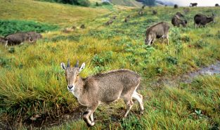 Nilgiri Tahr population rises to 1,364 in Tamil Nadu: Survey