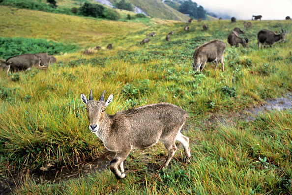Nilgiri Tahr population rises to 1,364 in Tamil Nadu: Survey