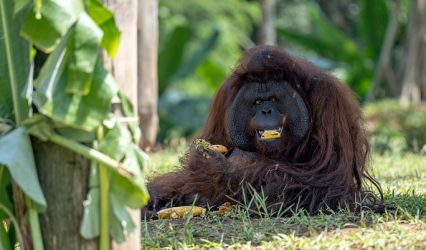 Deadly Indonesia floods wiped out at least 7% of rare orangutan population, report says