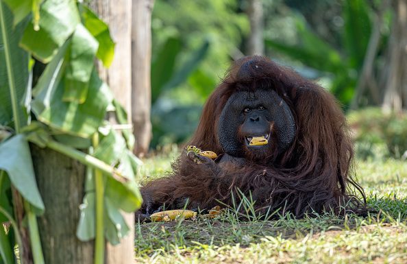 Deadly Indonesia floods wiped out at least 7% of rare orangutan population, report says