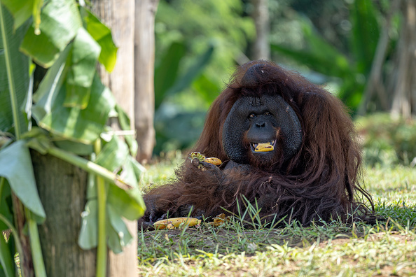 Deadly Indonesia floods wiped out at least 7% of rare orangutan population, report says