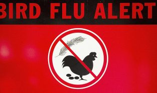 Australia, last continent without H5 bird flu, detects first suspected case