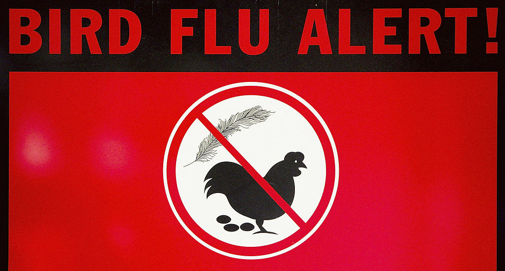 Australia, last continent without H5 bird flu, detects first suspected case