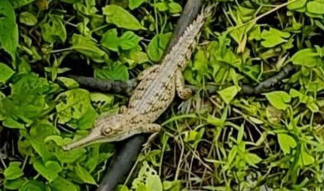 Juvenile gharial sighting signals revival of Assam's river ecosystem: CM Himanta Sarma