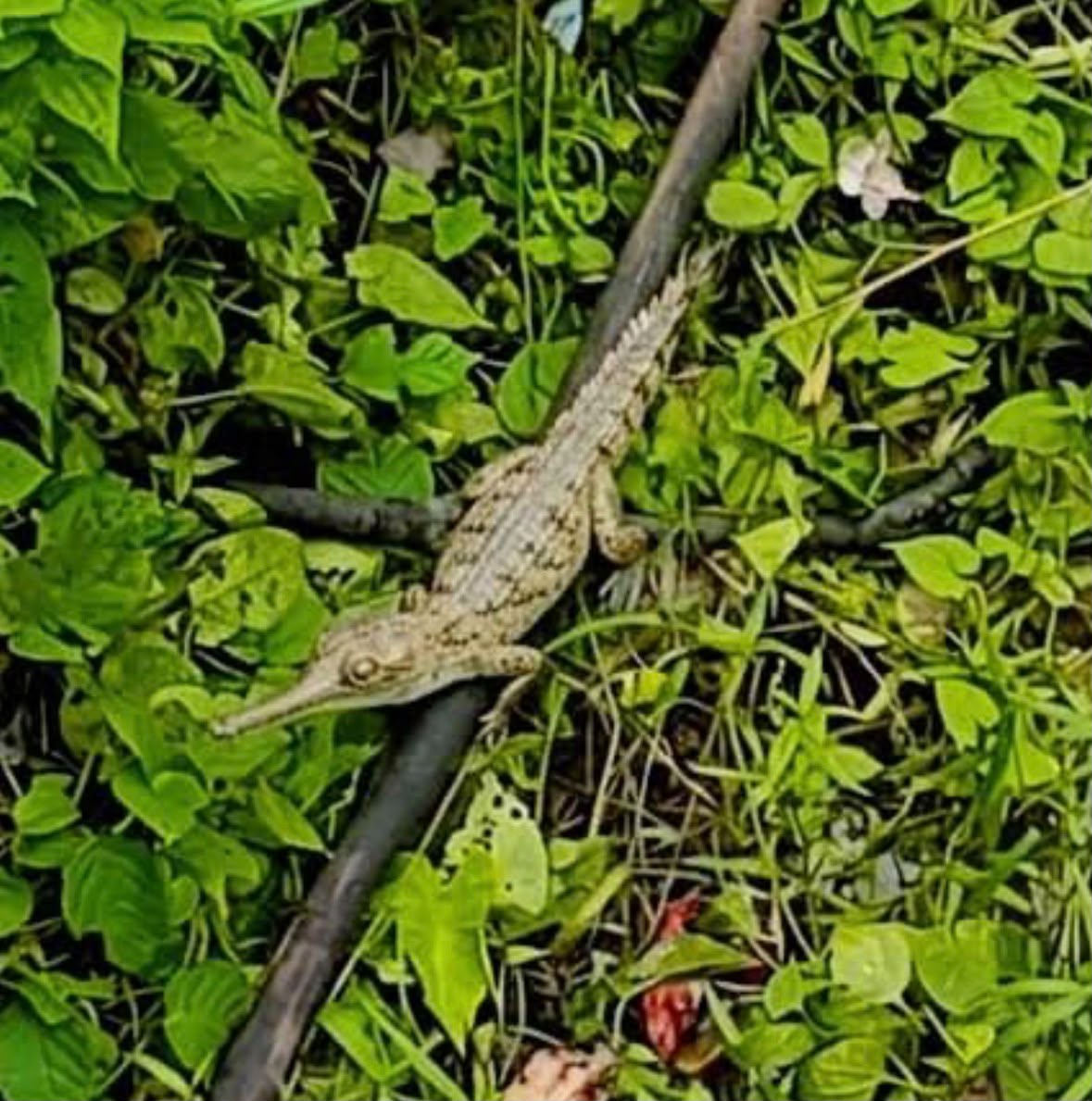 Juvenile gharial sighting signals revival of Assam’s river ecosystem: CM Himanta Sarma