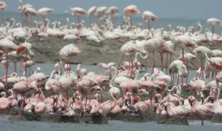 Tamil Nadu: Large flocks of migratory flamingos spotted in Thoothukudi salt pans; experts stress habitat protection