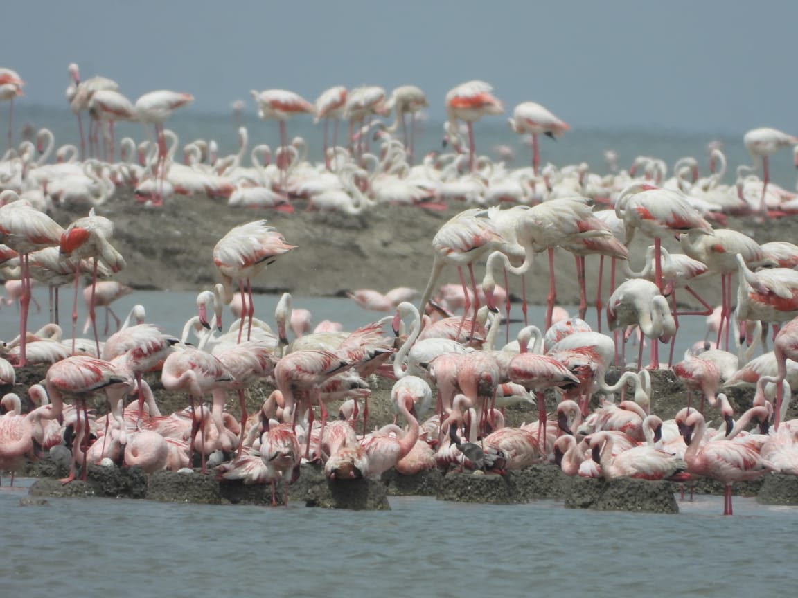 Tamil Nadu: Large flocks of migratory flamingos spotted in Thoothukudi salt pans; experts stress habitat protection