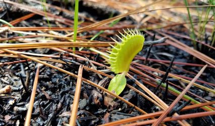 Scientists unlock the secret behind the Venus flytrap’s snap