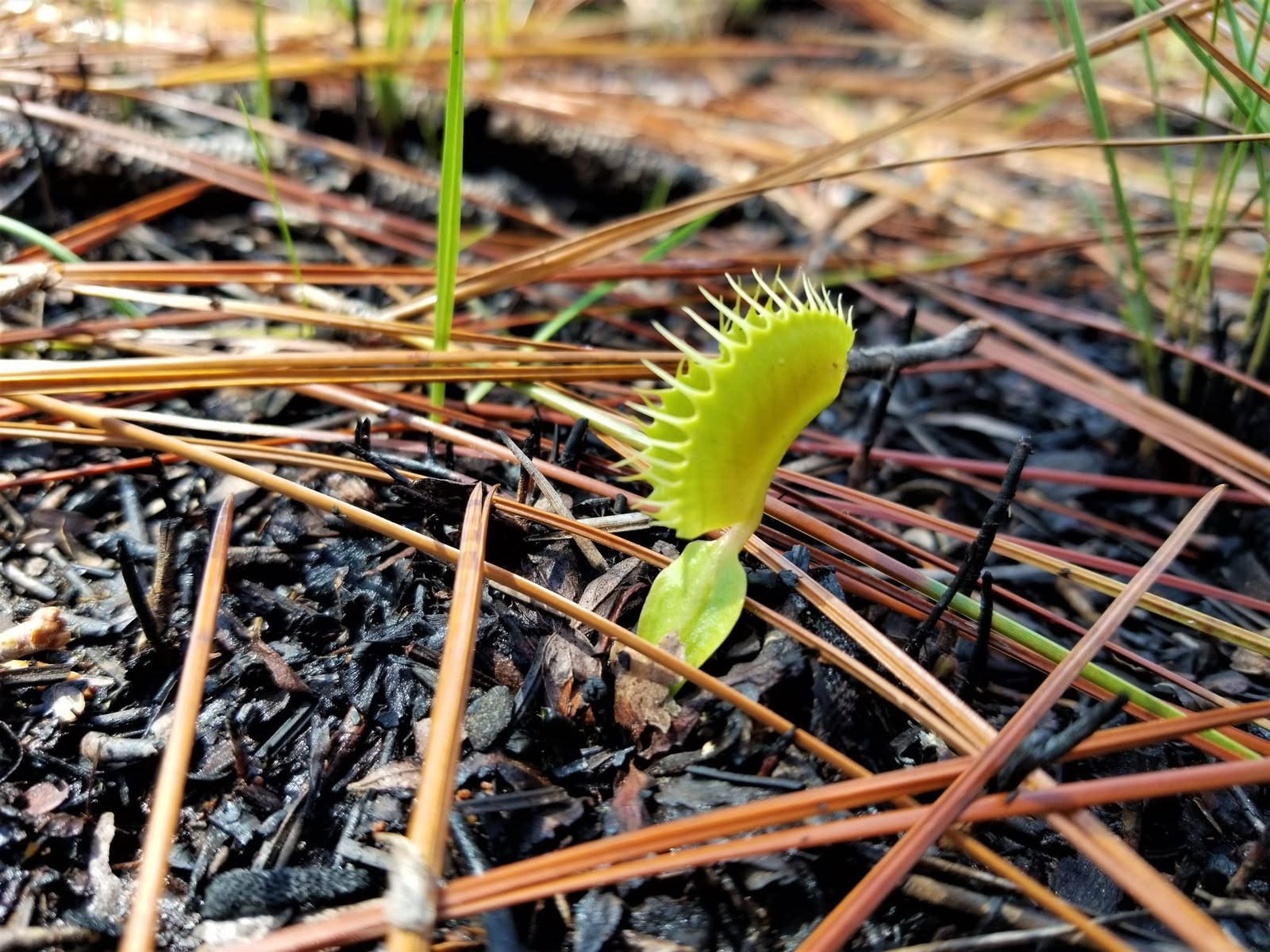 Scientists unlock the secret behind the Venus flytrap’s snap