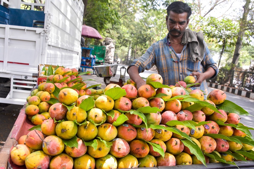 Centre forms expert panel to address falling Totapuri mango prices in Andhra Pradesh