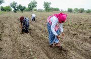 Cabinet approves continuation of PM-KISAN till 2030-31 with ₹3.15 lakh crore outlay