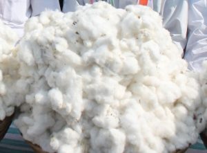 Cotton blossoms as India’s ‘white gold’