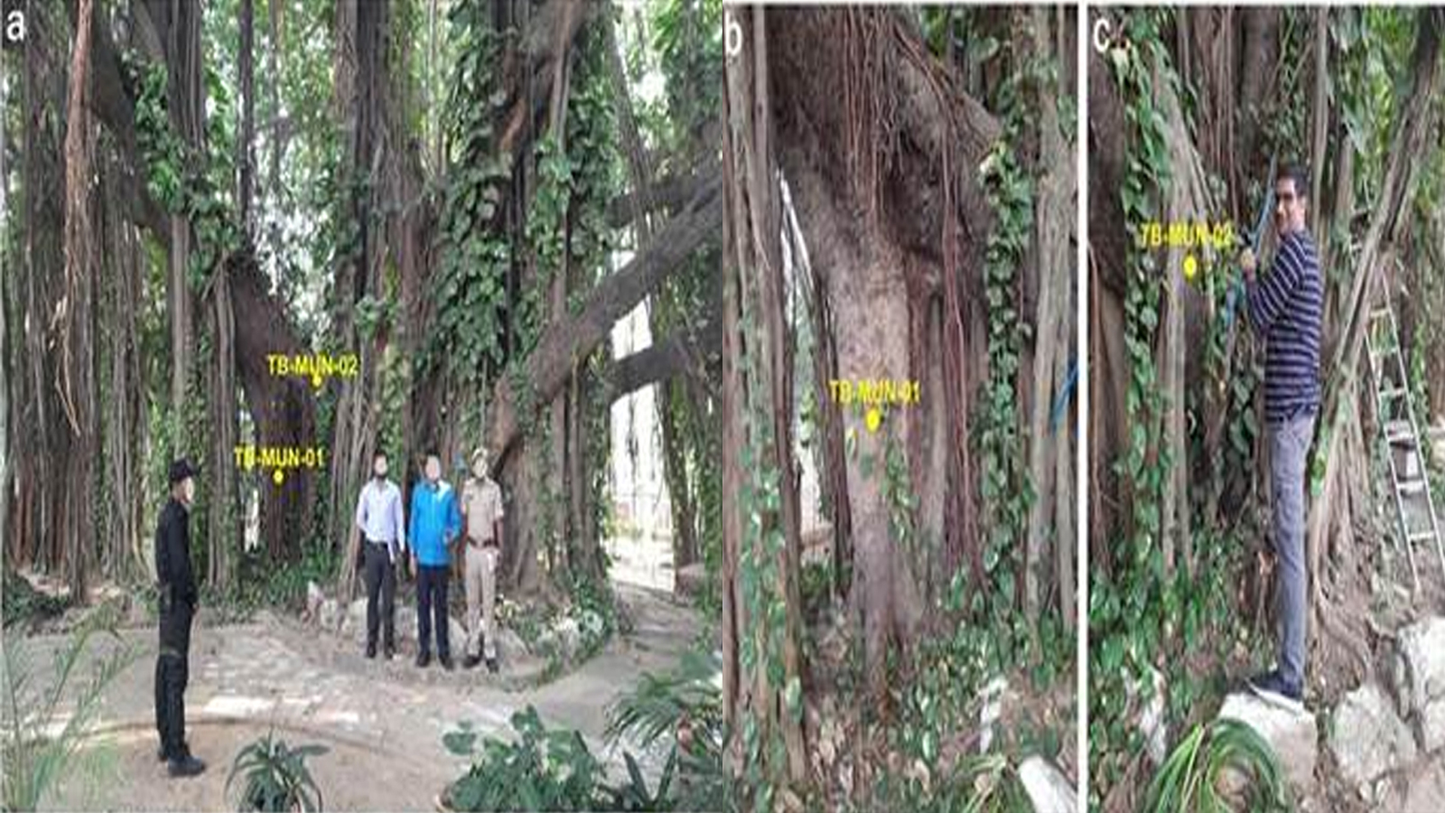 Scientists accurately date Bihar’s Munger banyan at around 700 years, making it the oldest scientifically dated banyan tree