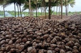 TN’s Pollachi coconut exports recover as Gulf demand returns; freight costs remain concern