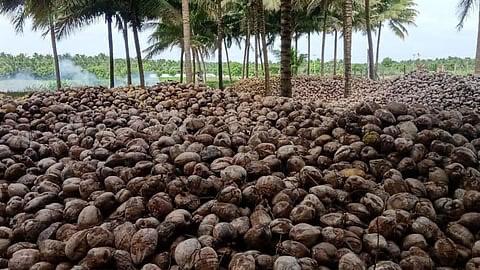 TN’s Pollachi coconut exports recover as Gulf demand returns; freight costs remain concern