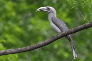Gir's lost Hornbill takes flight again: Gujarat's reintroduction project records 4 years of successful breeding