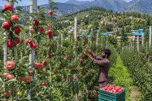 J-K: Modern horticulture transforms Bani's economy as high-density apple orchards bloom in Kathua