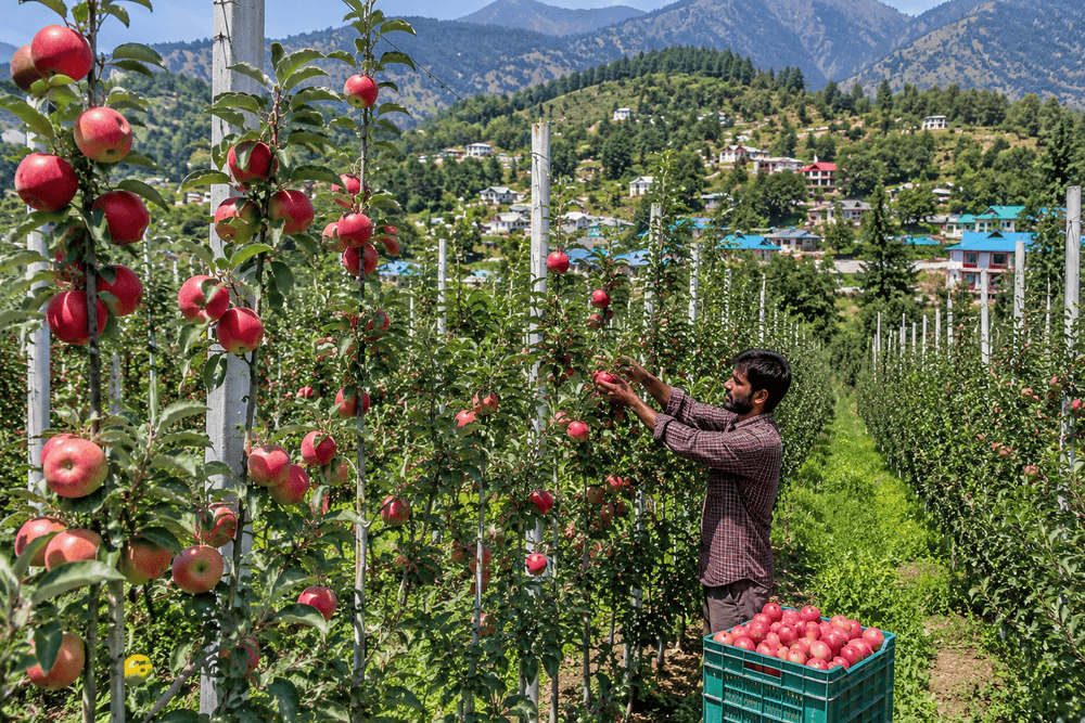J-K: Modern horticulture transforms Bani’s economy as high-density apple orchards bloom in Kathua