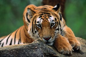 PM Modi extends Global Tiger Day greetings, says India committed to science-based conservation