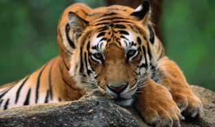 Tadoba Tiger Reserve Introduces Sensor-Based System to Manage Wildlife Waterholes