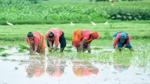 Kharif sowing area crosses 658 lakh hectares as of July 17
