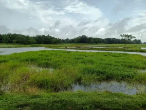 Assam's Borjuli wetland notified as Biodiversity Heritage Site for wild rice conservation