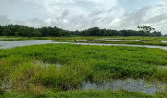 Assam's Borjuli wetland notified as Biodiversity Heritage Site for wild rice conservation