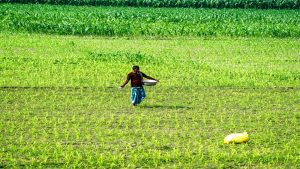 Government conducts over 4.84 lakh raids in 2025 to curb fertilizer black marketing, ensures adequate supply