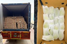 India successfully exports 12.5 tonnes of Dashehari and Langra mangoes to Dubai by sea, boosting farmers’ returns