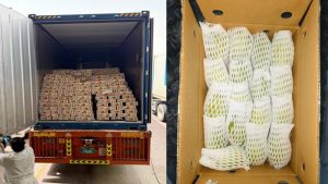 India successfully exports 12.5 tonnes of Dashehari and Langra mangoes to Dubai by sea, boosting farmers' returns