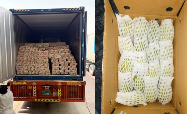 India successfully exports 12.5 tonnes of Dashehari and Langra mangoes to Dubai by sea, boosting farmers' returns