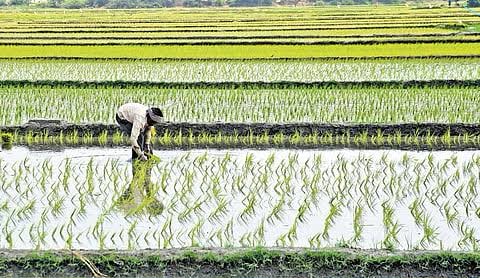 PM-AASHA explained: From MSP procurement to price-deficiency payments