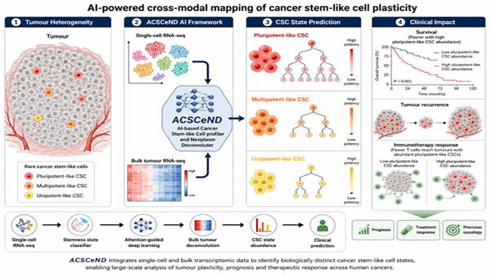 AI framework identifies hidden cancer stem cells, offers new path to precision medicine