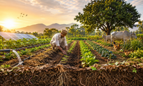 Explainer: What is regenerative agriculture and why does India need it?