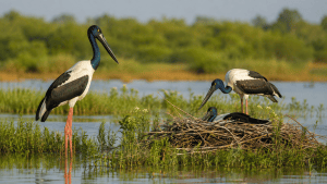 Khijadia Bird Sanctuary emerges as key Black-necked Stork breeding site in Gujarat