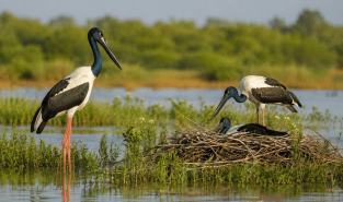 Khijadia Bird Sanctuary emerges as key Black-necked Stork breeding site in Gujarat