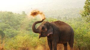 India is home to nearly 60% of the world’s wild Asian elephant population