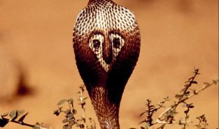 Maharashtra makes snakebite a notifiable disease; reporting of cases compulsory