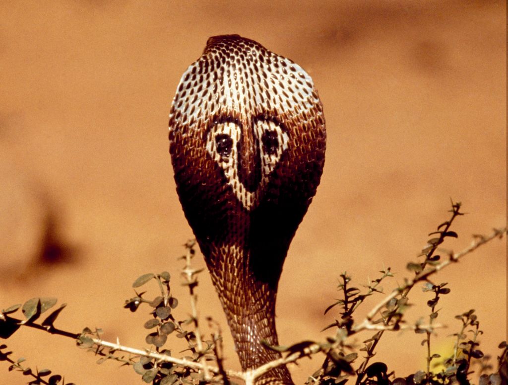 Maharashtra makes snakebite a notifiable disease; reporting of cases compulsory