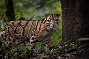 Centre rolls out conservation action plan for clouded leopard, identifies 14 priority landscapes in Northeast