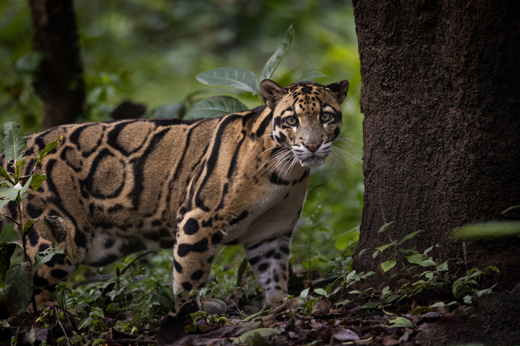 Centre rolls out conservation action plan for clouded leopard, identifies 14 priority landscapes in Northeast
