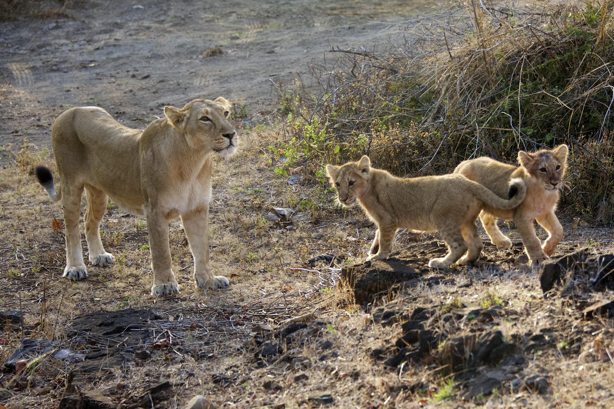 India’s Asiatic lion population thriving: PM Modi lauds conservation, community participation on World Lion Day