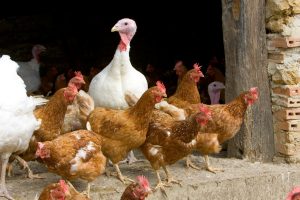Australia confirms first H5N1 bird flu case in local mammal